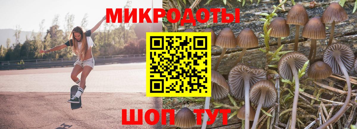 Псилоцибиновые грибы Psilocybe Печора
